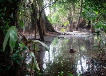 Greenpeace: « La mise aux enchères de blocs pétroliers dans les tourbières de la RDC est une folie »