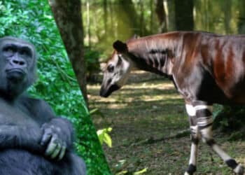 Trafic d&rsquo;espèces sauvages : 3 trois Congolais sanctionnés par les USA